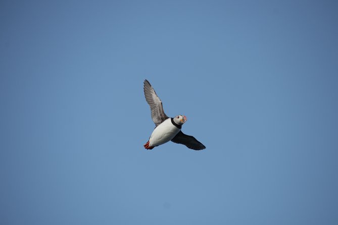 Reykjavik Shore Excursion: Puffin Sightseeing Cruise - Boat size, seating, and binoculars