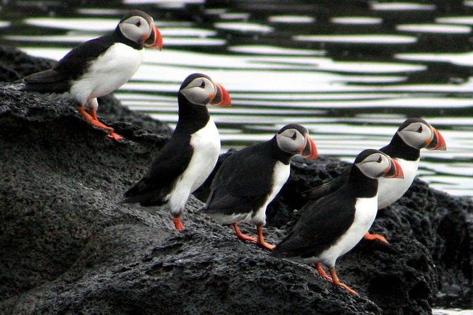 Reykjavik Shore Excursion: Puffin Sightseeing Cruise - The shore-excursion guarantee and practical cautions