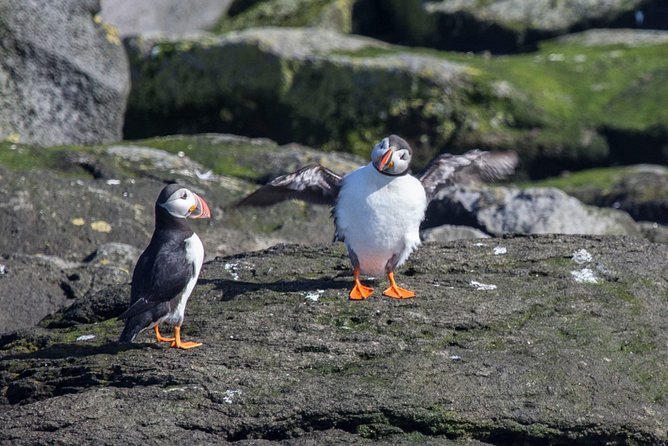 Reykjavik Shore Excursion: Puffin Sightseeing Cruise - Circling Akurey Island for puffins and seabirds