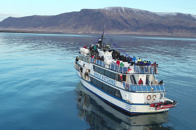 Reykjavik Shore Excursion: Whale-Watching Cruise - A Realistic Look at Wildlife Success