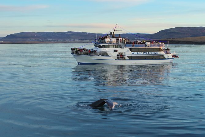 Reykjavik Shore Excursion: Whale-Watching Cruise - Is $108.13 Good Value?