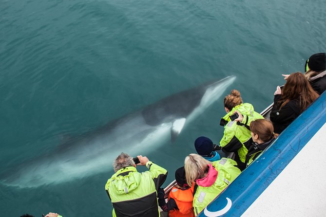 Reykjavik Shore Excursion: Whale-Watching Cruise - Choosing Between the 3.5-Hour and High-Speed Cruises