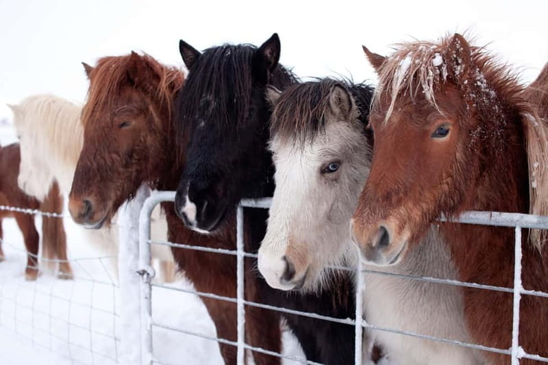 Reykjavik: The Golden Circle Full-Day Tour - Gullfoss: the day’s great wall of water