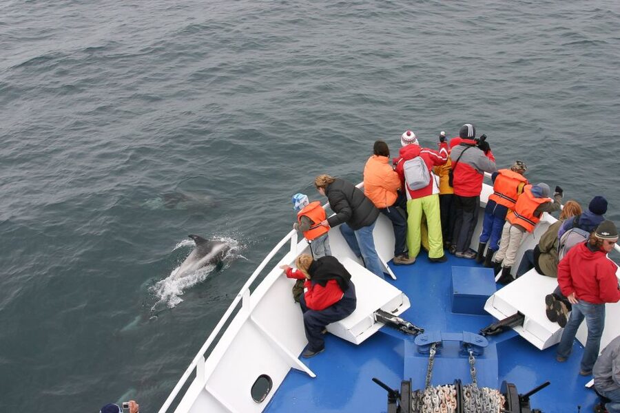 Reykjavik: the Original 3-Hour Whale Watching Tour - Key points before you book