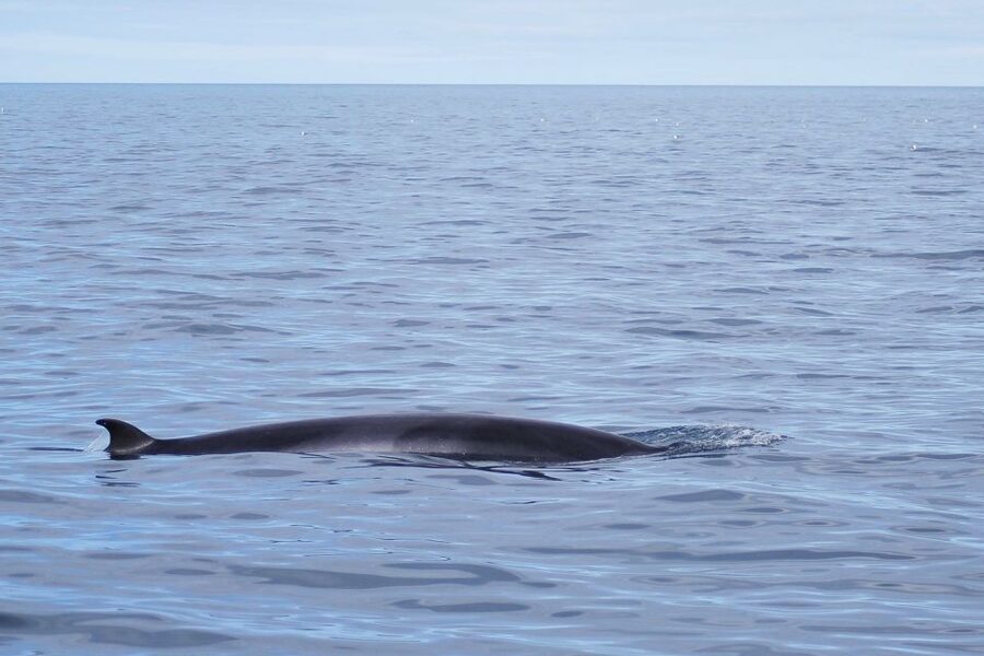 Reykjavik: the Original 3-Hour Whale Watching Tour - Who will enjoy this cruise most?