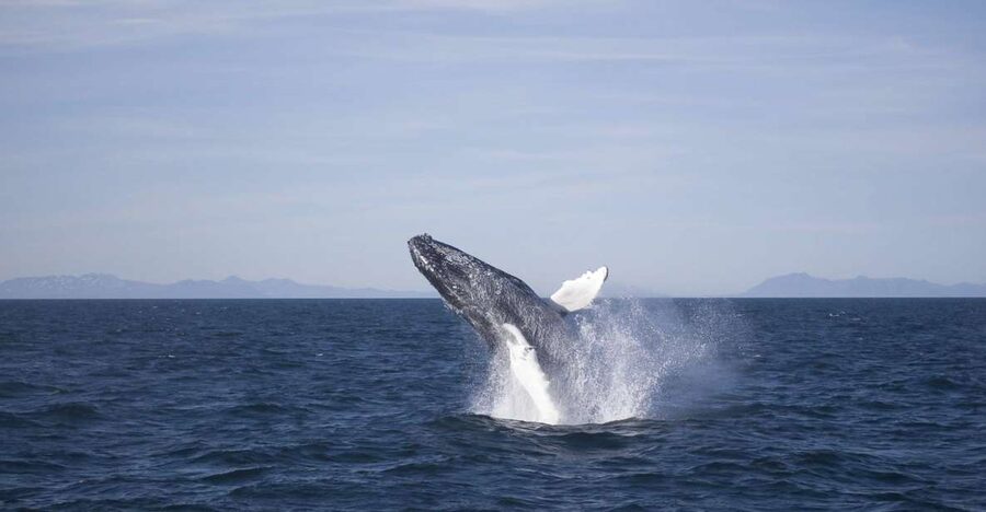 Reykjavik: the Original 3-Hour Whale Watching Tour - Setting out from Reykjavík’s Old Harbour