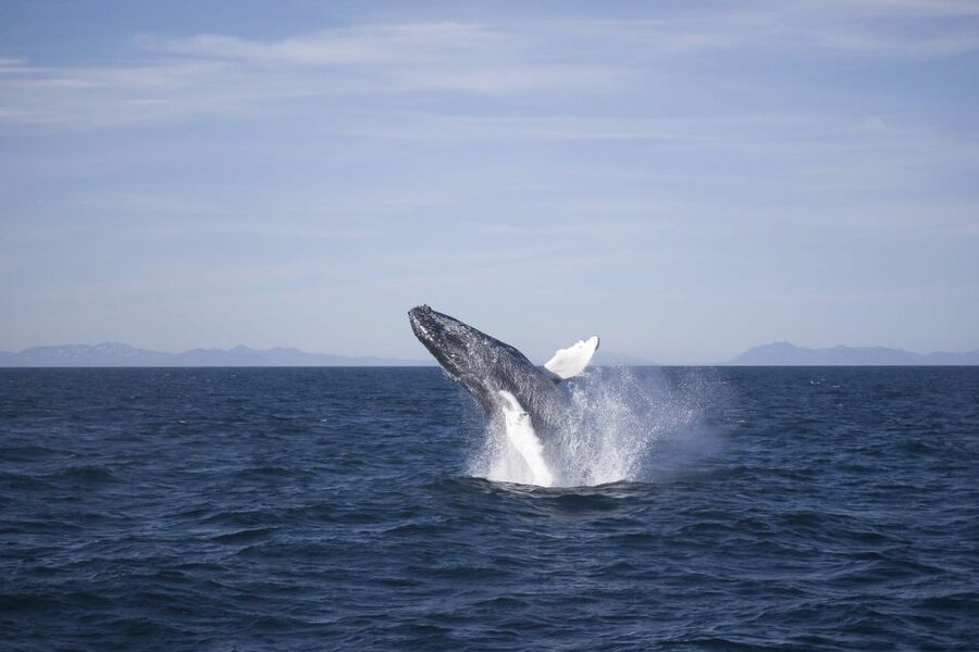 Reykjavik: the Original 3-Hour Whale Watching Tour - What you might see in three hours
