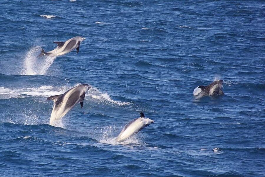 Reykjavik: the Original 3-Hour Whale Watching Tour - The guides make the waiting worthwhile