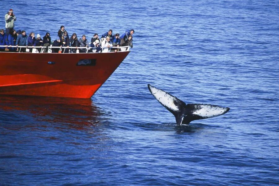 Reykjavik: the Original 3-Hour Whale Watching Tour - Choosing the best place on the boat