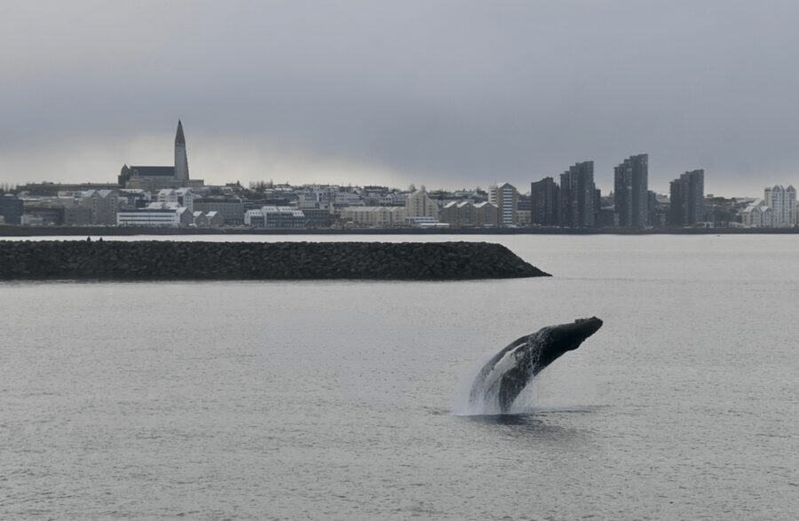 Reykjavik: the Original 3-Hour Whale Watching Tour - Responsible whale watching without the sales pitch