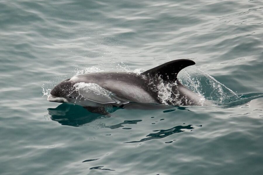 Reykjavik: the Original 3-Hour Whale Watching Tour - Is $108 a fair price?