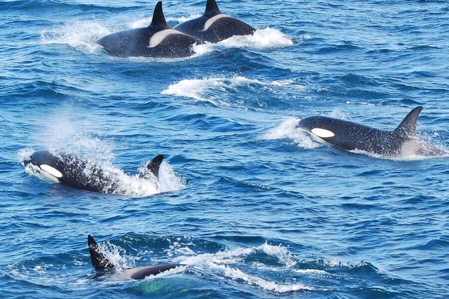 Reykjavik: the Original 3-Hour Whale Watching Tour - The first stretch across Faxaflói Bay
