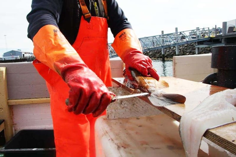 Reykjavik: Traditional Sea Fishing with BBQ Feast - Fishing the bay for cod and haddock