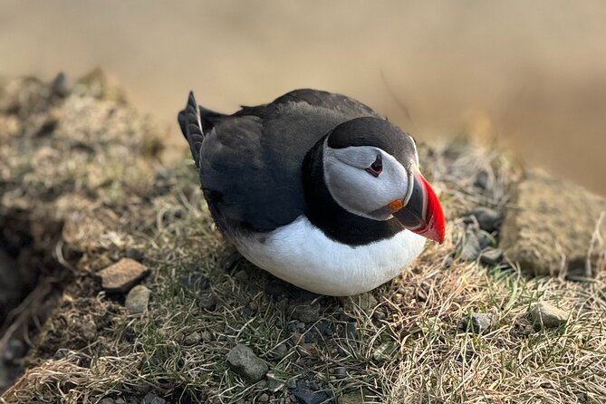 Reykjavik - Westman Islands (Bus transfer to Landeyjahöfn) - Booking and cancellation details that matter