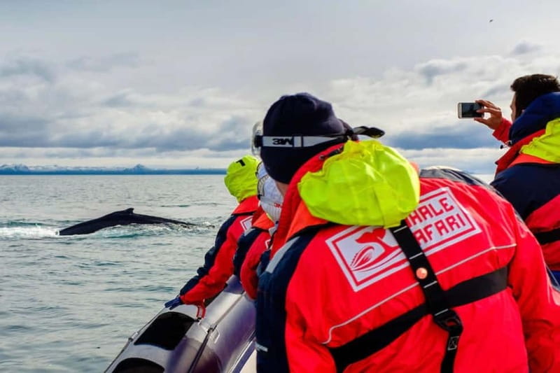 Reykjavik: Whale and Puffin Watching RIB Boat Tour - Searching the islands for puffins