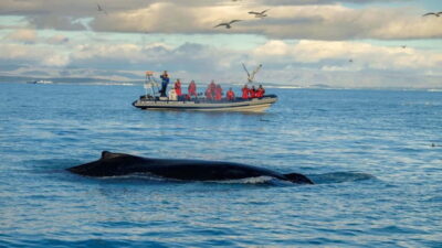 Whale and Puffin Watching RIB Boat Tour