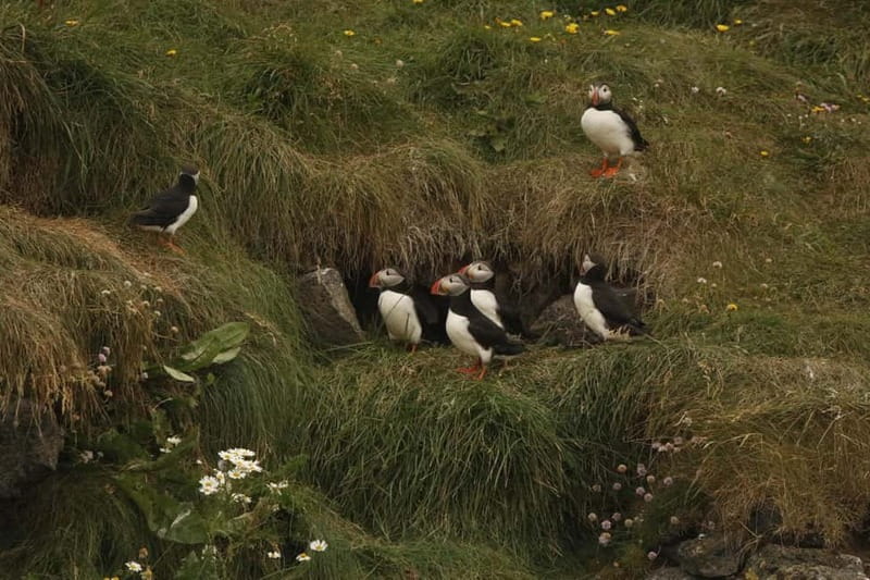 Reykjavik: Whale and Puffin Watching RIB Boat Tour - Looking for whales, dolphins, and porpoises