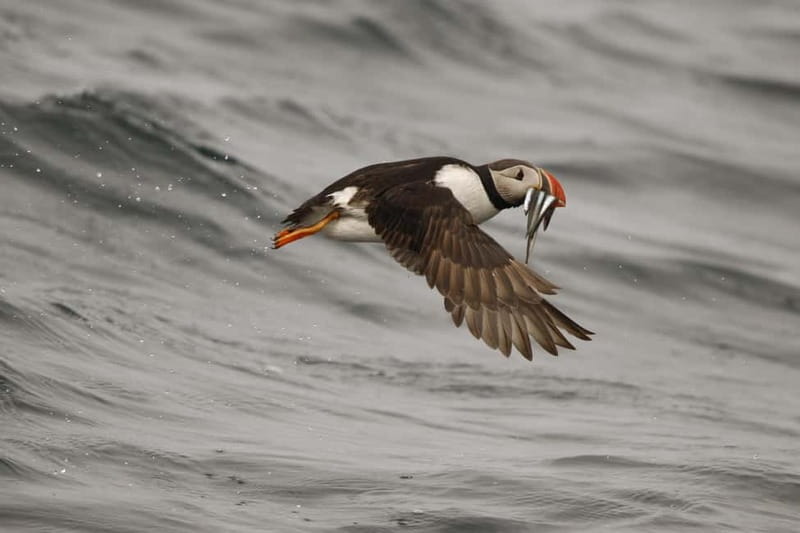 Reykjavik: Whale and Puffin Watching RIB Boat Tour - Why the marine biologist guide matters