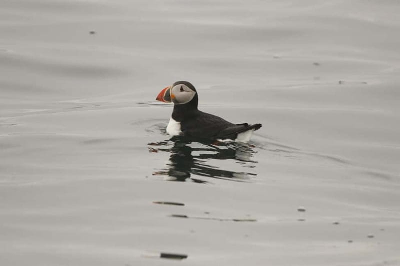 Reykjavik: Whale and Puffin Watching RIB Boat Tour - Staying warm on an Icelandic boat