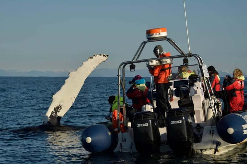 Reykjavik: Whale and Puffin Watching RIB Boat Tour - Who should book this RIB adventure?