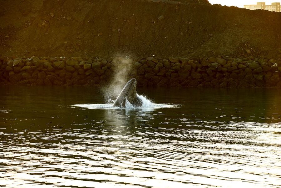 Reykjavik: Whale & Marine Adventure Tour - Key things to know before sailing