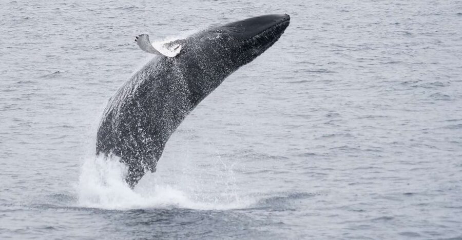 Reykjavik: Whale & Marine Adventure Tour - Should you book this Reykjavík whale tour?