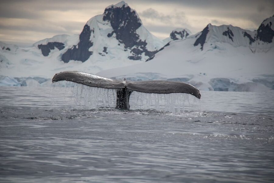 Reykjavik: Whale & Marine Adventure Tour - How to make the most of your three hours