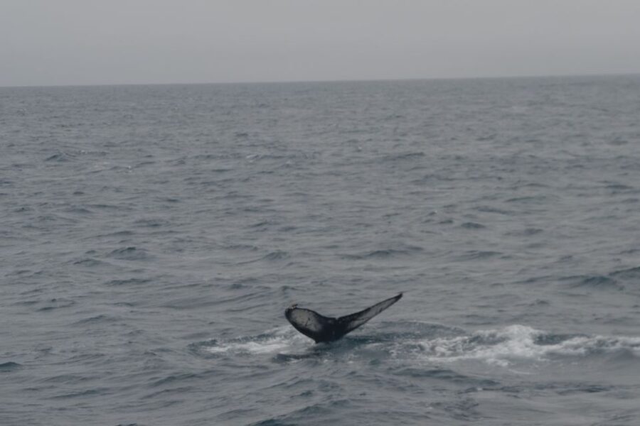 Reykjavik: Whale Watching and Dolphin Watching Yacht Cruise - Key points to know before sailing