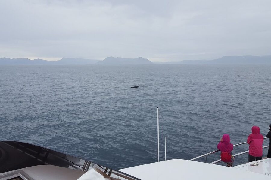 Reykjavik: Whale Watching and Dolphin Watching Yacht Cruise - Booking details worth knowing