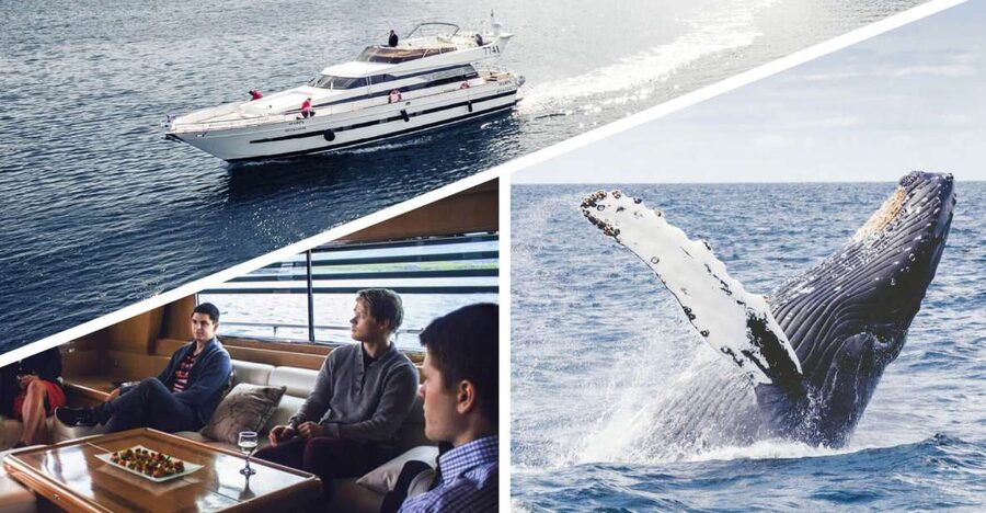 Reykjavik: Whale Watching and Dolphin Watching Yacht Cruise - How the wildlife search actually feels