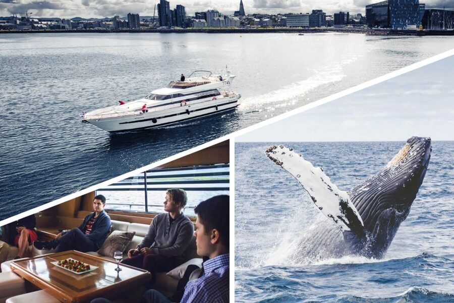 Reykjavik: Whale Watching and Dolphin Watching Yacht Cruise - Guides who add meaning to the outing