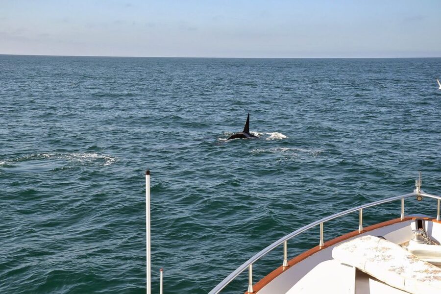 Reykjavik: Whale Watching and Dolphin Watching Yacht Cruise - Comfort on a cold and moving sea