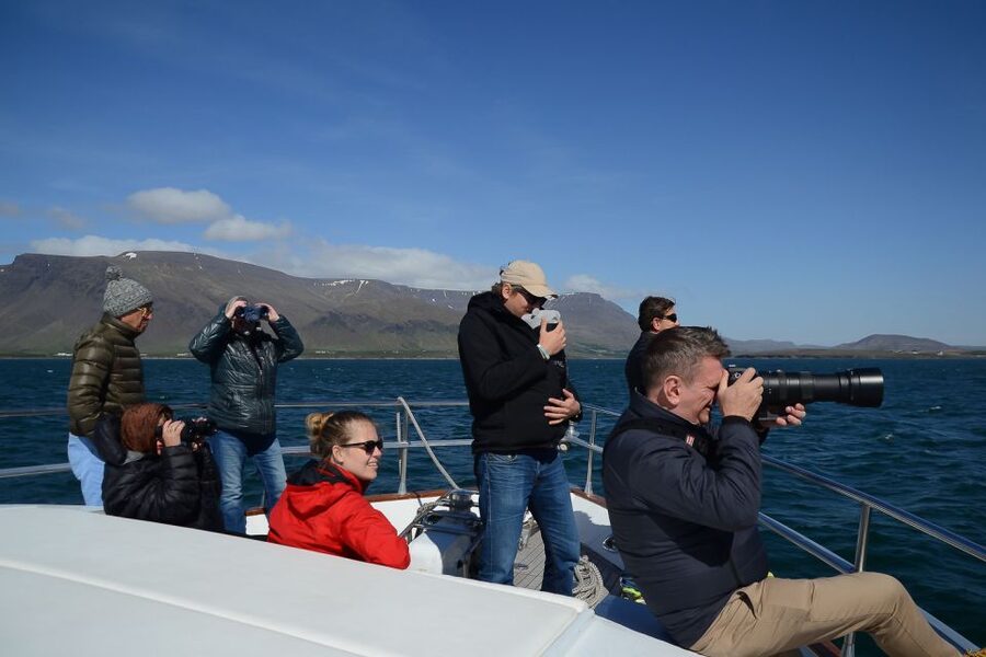 Reykjavik: Whale Watching and Dolphin Watching Yacht Cruise - The value of $106