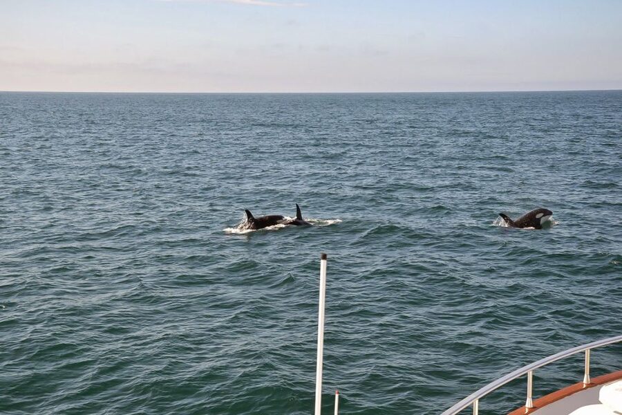 Reykjavik: Whale Watching and Dolphin Watching Yacht Cruise - Who will enjoy this yacht cruise most