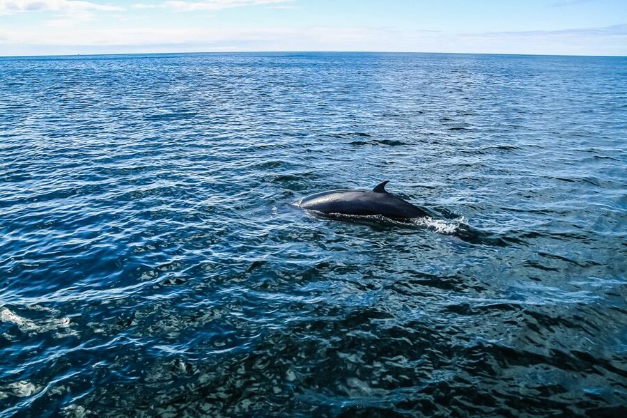 Reykjavík: Whale Watching and Marine Life Cruise - Practical Booking Advice