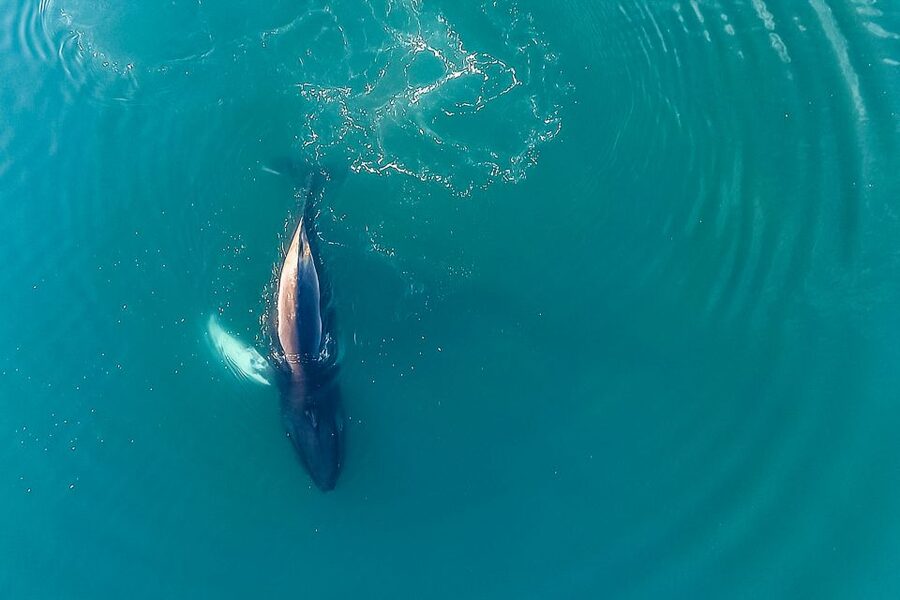 Reykjavík: Whale Watching and Marine Life Cruise - Guides Who Make the Waiting Worthwhile