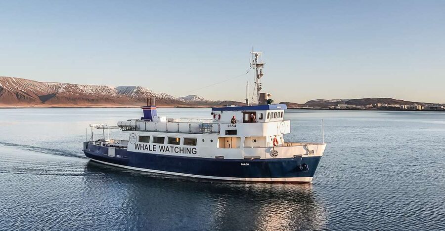 Reykjavík: Whale Watching and Marine Life Cruise - The First Hour: Searching the Bay