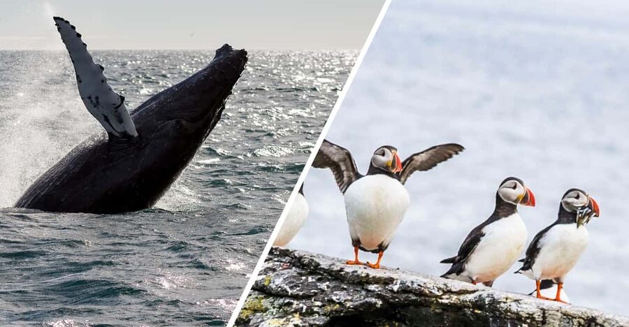 Reykjavik: Whale Watching and Puffin Excursion - Key Points Before You Book
