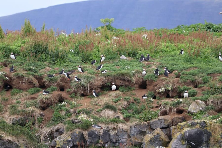 Reykjavik: Whale Watching and Puffin Excursion - Starting at Geirsgata 11 in Reykjavik