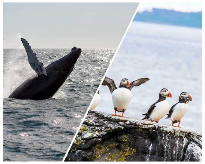 Reykjavik: Whale Watching and Puffin Excursion - What the Whale Trip Feels Like