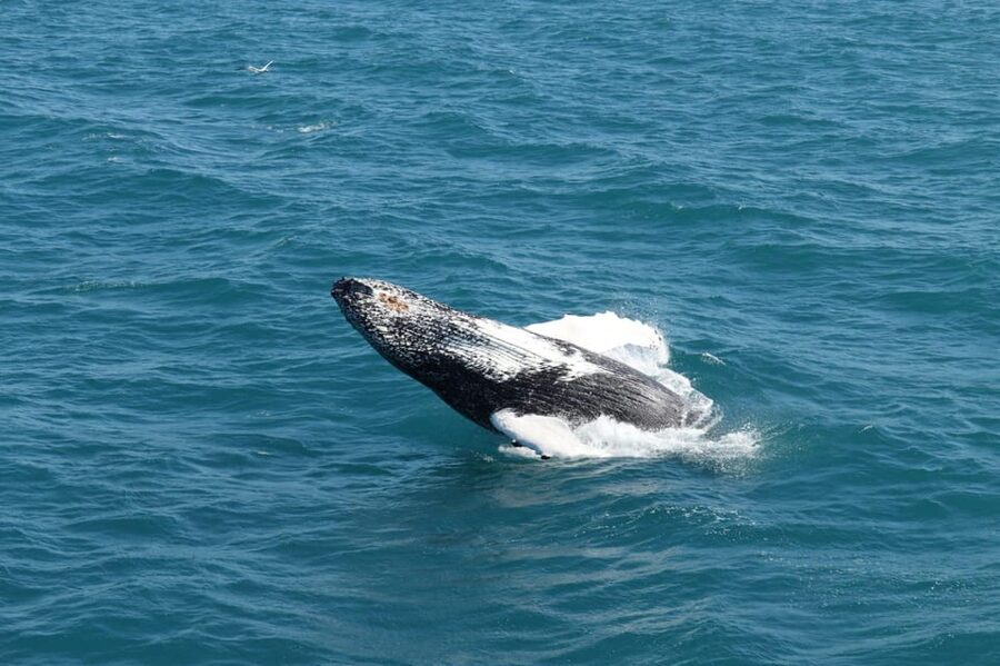 Reykjavik: Whale Watching and Puffin Excursion - The Puffin Islands by Smaller Boat