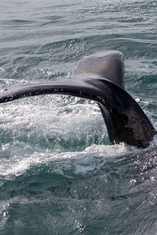 Reykjavik: Whale Watching and Puffin Excursion - Why the Two-Part Format Matters