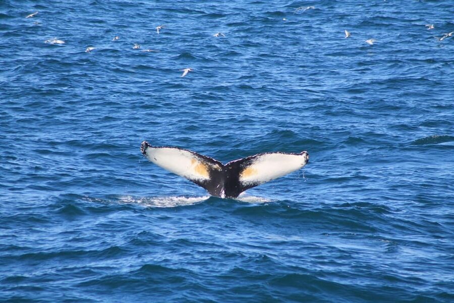 Reykjavik: Whale Watching and Puffin Excursion - Guides, Wildlife Lessons, and the Human Side
