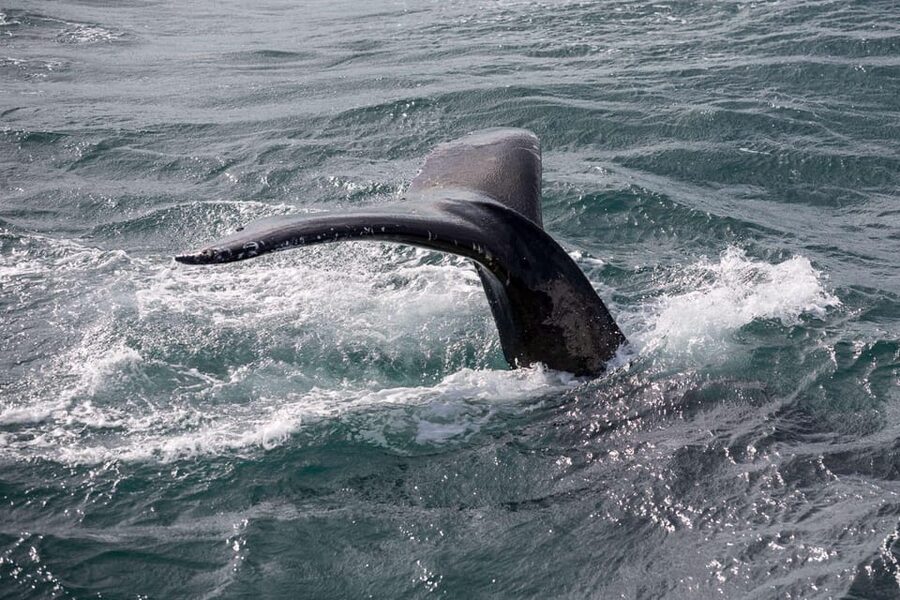 Reykjavik: Whale Watching and Puffin Excursion - The Large Boat and the Atlantic Search