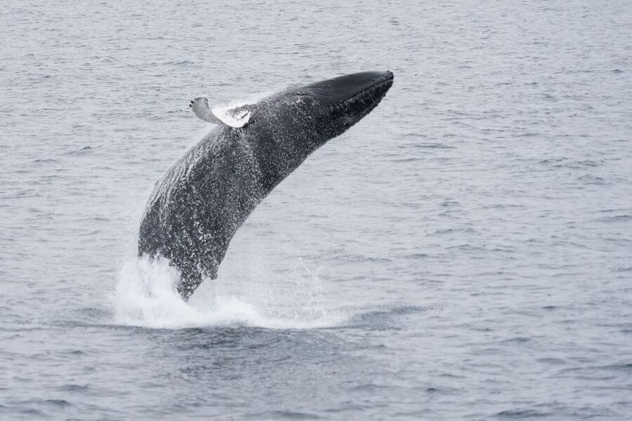 Reykjavik: Whale Watching by RIB Speedboat - What you might see in the bay