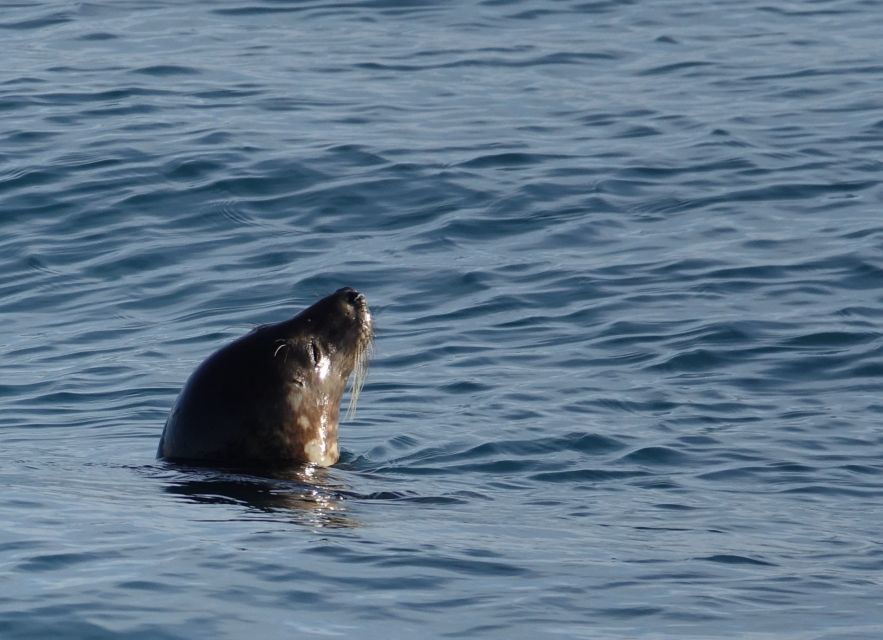 Reykjavik: Whale Watching by RIB Speedboat - Guides, captains, and the value of good interpretation