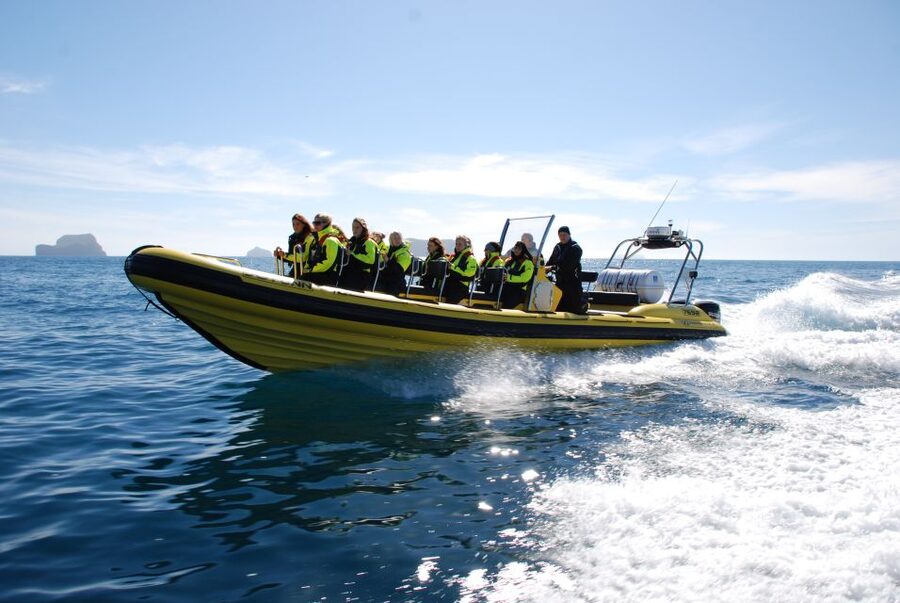 Reykjavik: Whale Watching by RIB Speedboat - What happens when the RIB trip is canceled