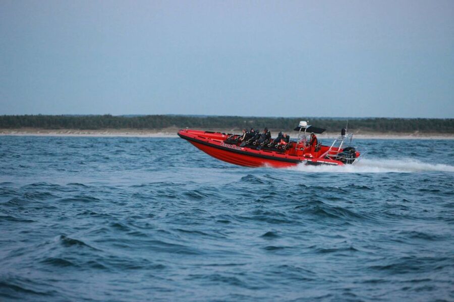 Reykjavik: Whale Watching by RIB Speedboat - Choosing the right season and timing