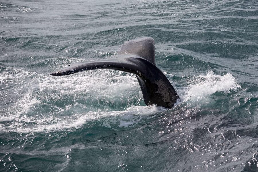 Reykjavík: Whale Watching Cruise and FlyOver Combo Ticket - Key points to know before booking