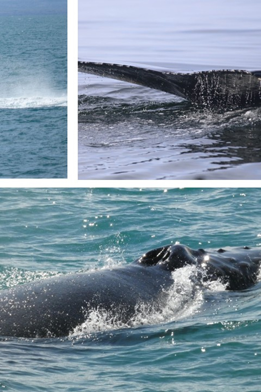 Reykjavík: Whale Watching Cruise and FlyOver Combo Ticket - What the boat experience does well